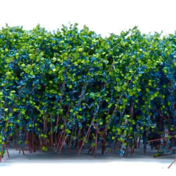 GRANDS ARBUSTES BLEU ET VERT GSW